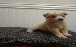 Australian Cattle Dog dogs for sale: Cinnamon - Image 1