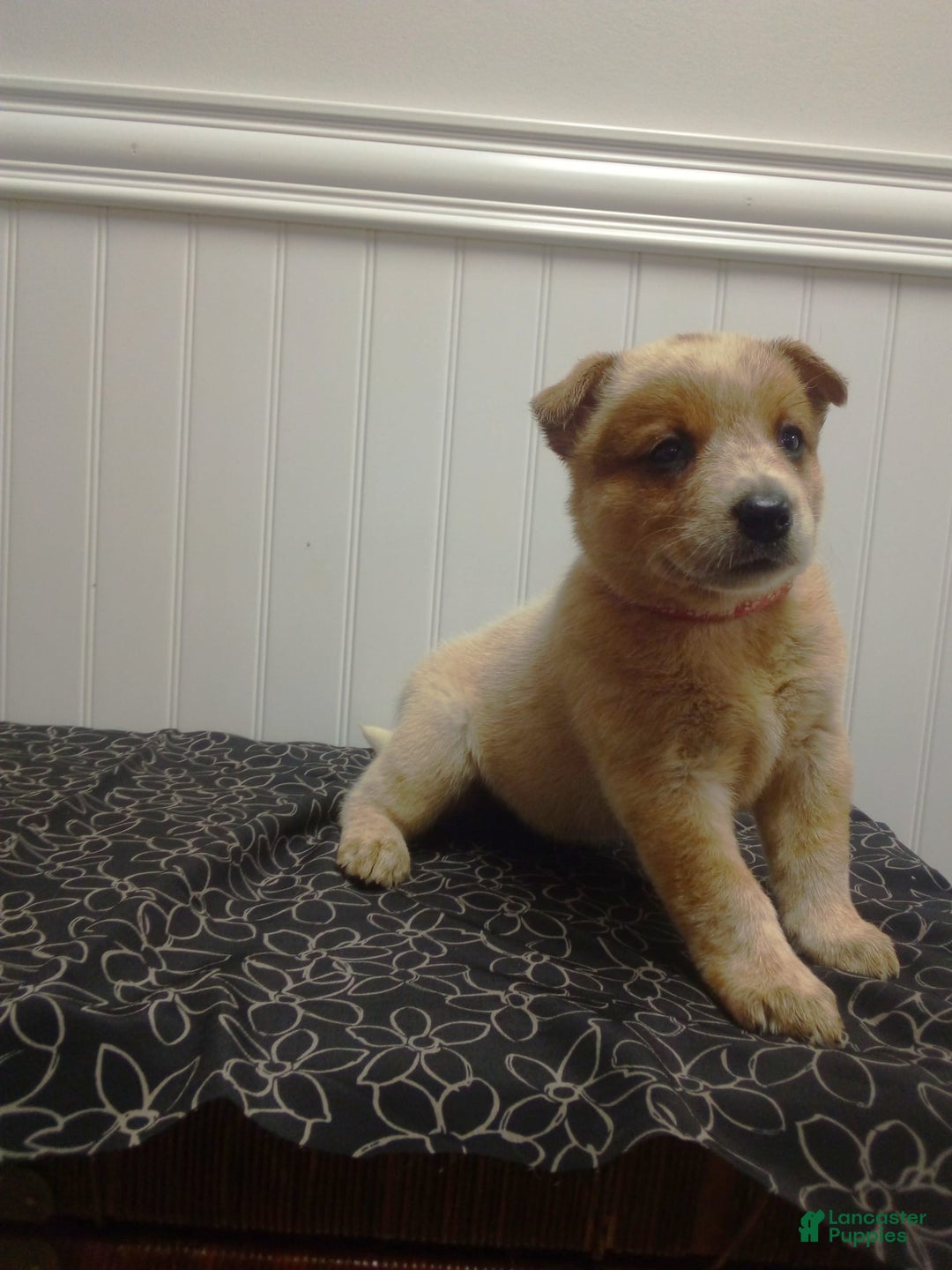 Australian Cattle Dog dogs for sale: Cinnamon - Image 1