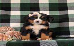 Bernese Mountain Dog dogs for sale: Gabriella - Image 5