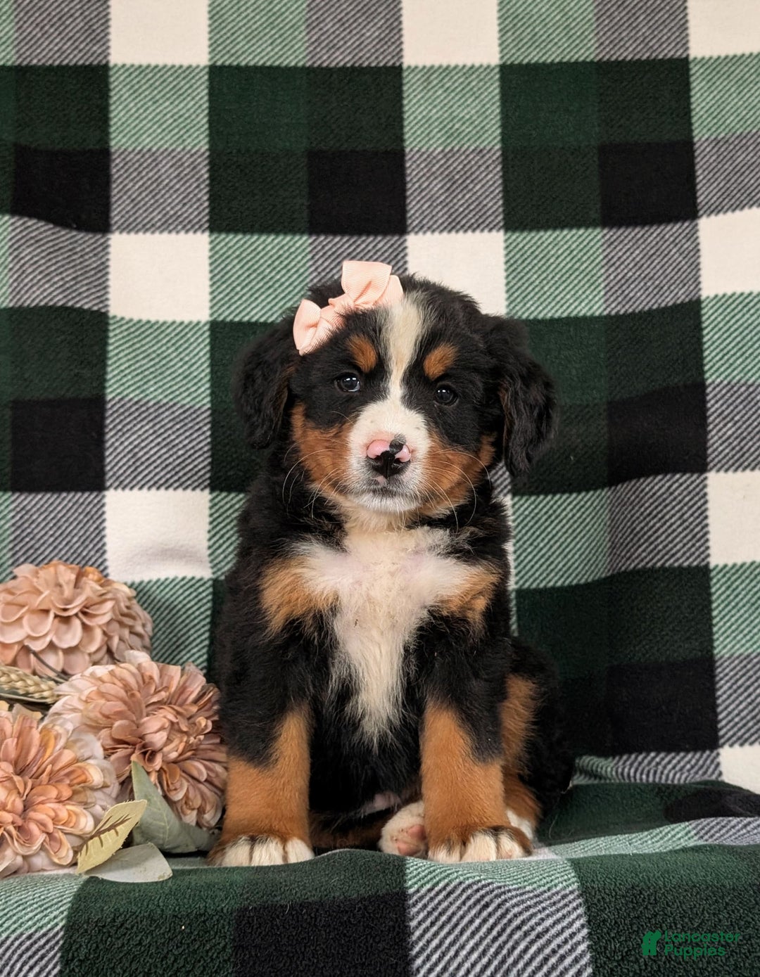 Bernese Mountain Dog dogs for sale: Gabriella - Image 5