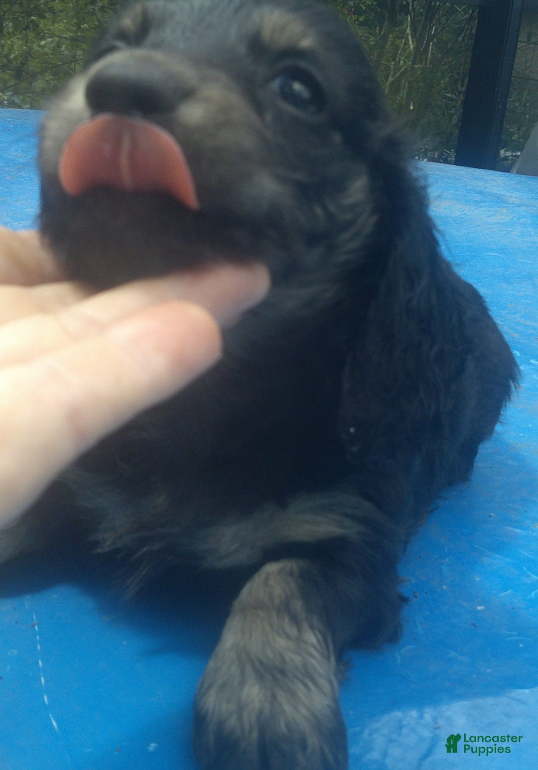 Dachshund dogs for sale: Fritz - Image 4