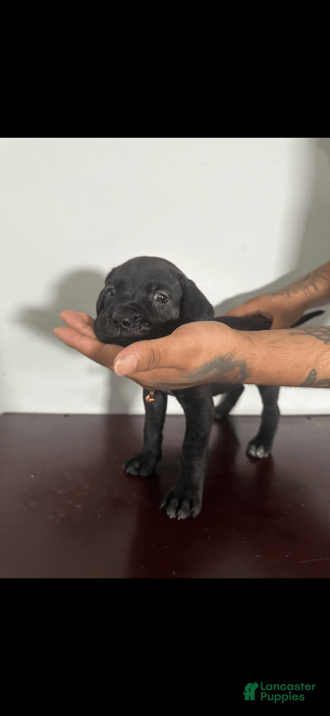 Cane Corso dogs for sale: Hazel - Image 1