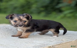 Yorkiepoo dogs for sale: Max - Image 2