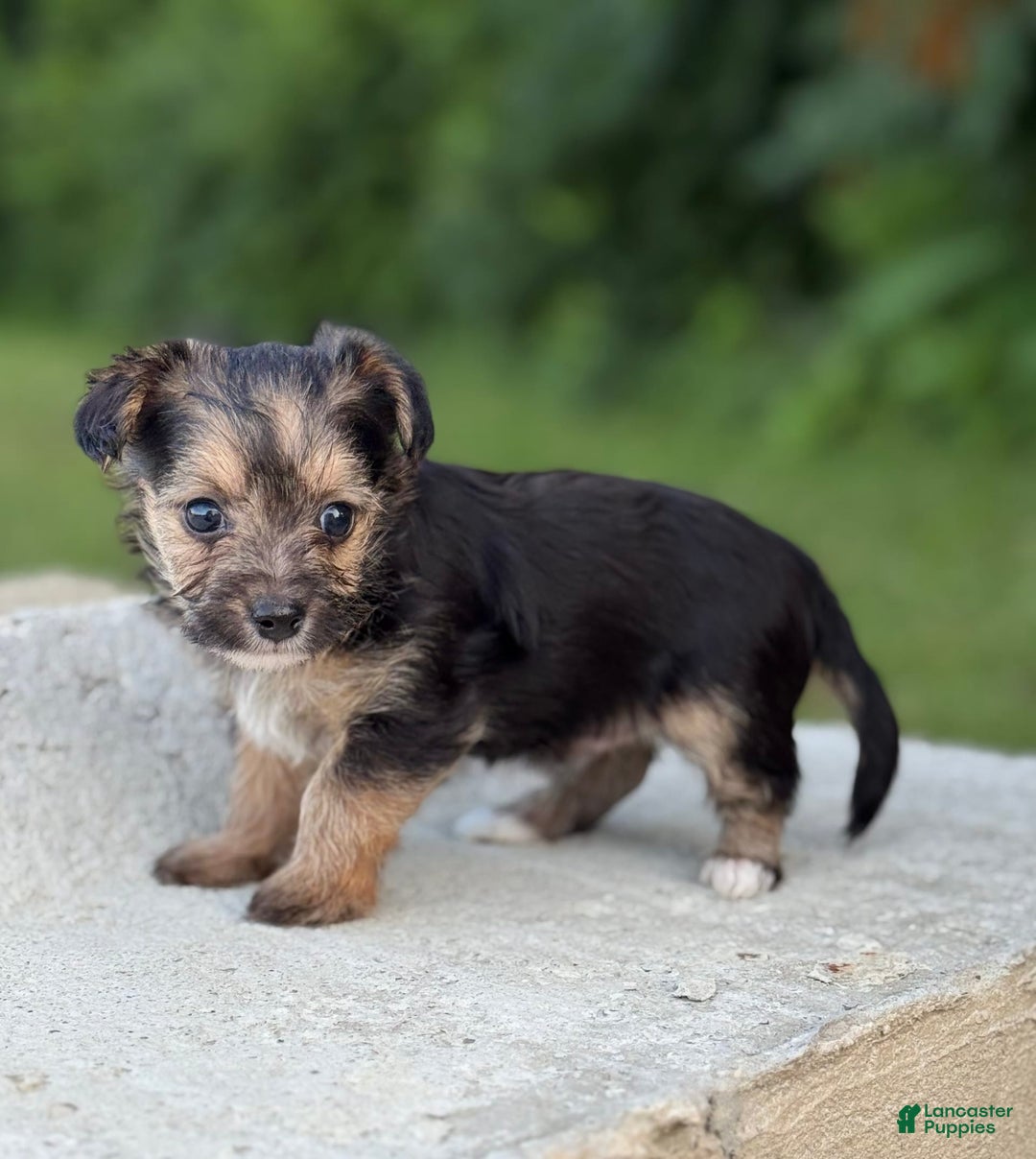 Yorkiepoo dogs for sale: Max - Image 2