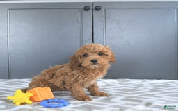 Mini Goldendoodle dogs for sale: Milo - Image 8