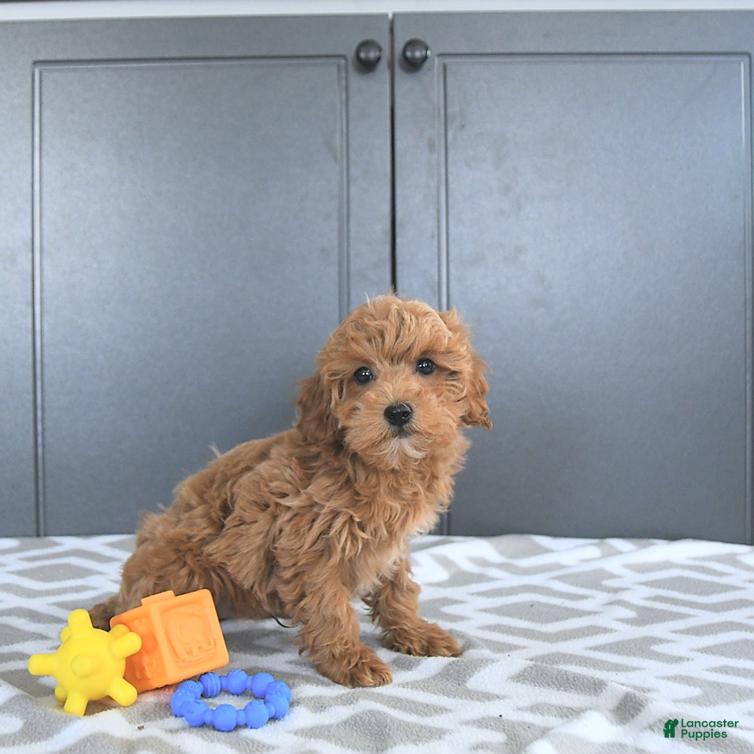 Mini Goldendoodle dogs for sale: Milo - Image 8