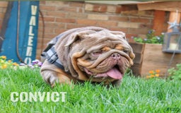 English Bulldog dogs for sale: Peaches - Image 12