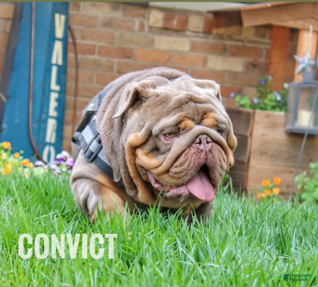 English Bulldog dogs for sale: Peaches - Image 12