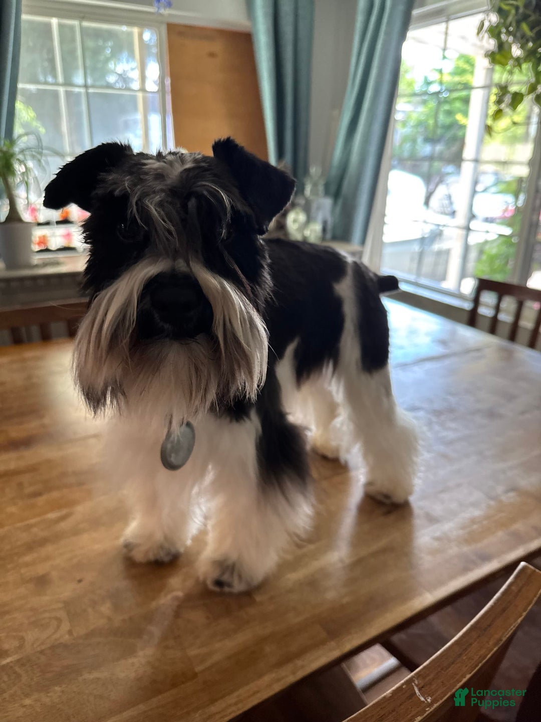 Miniature Schnauzer dogs for sale: Hilde - Image 3