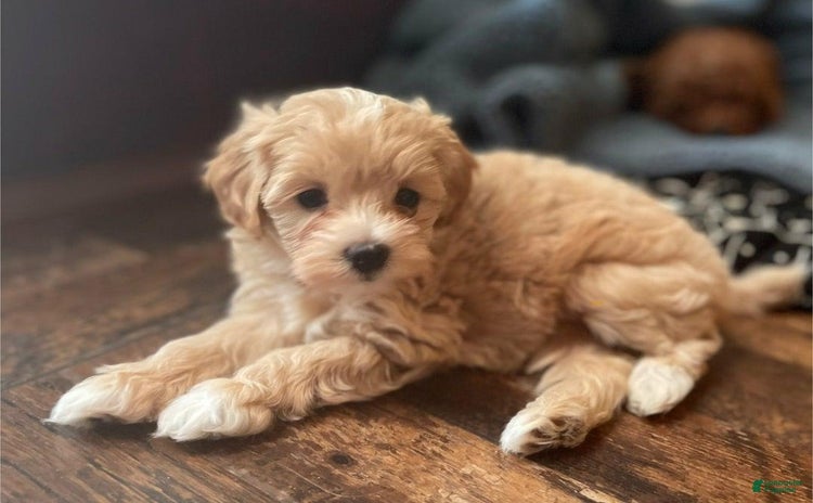 Maltipoo dogs - Advert 33