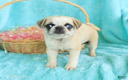 Pug dogs for sale: Penelope - Image 5