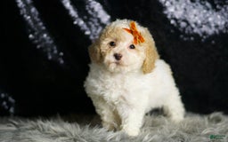 Maltipoo dogs for sale: Kelce - Image 5