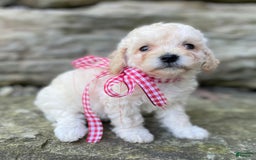 Miniature Poodle dogs for sale: Trixy - Image 6