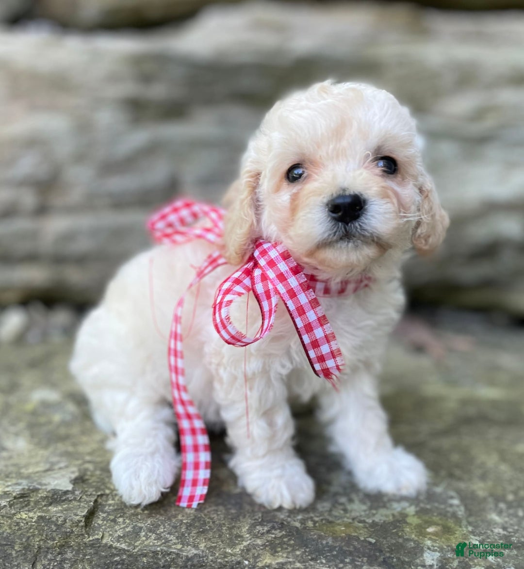 Miniature Poodle dogs for sale: Trixy - Image 6