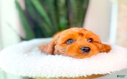 Cavapoo dogs for sale: Isaiah - Image 3