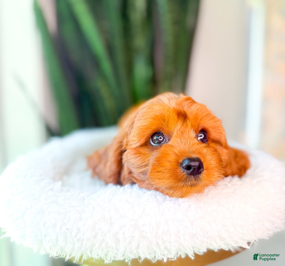 Cavapoo dogs for sale: Isaiah - Image 3