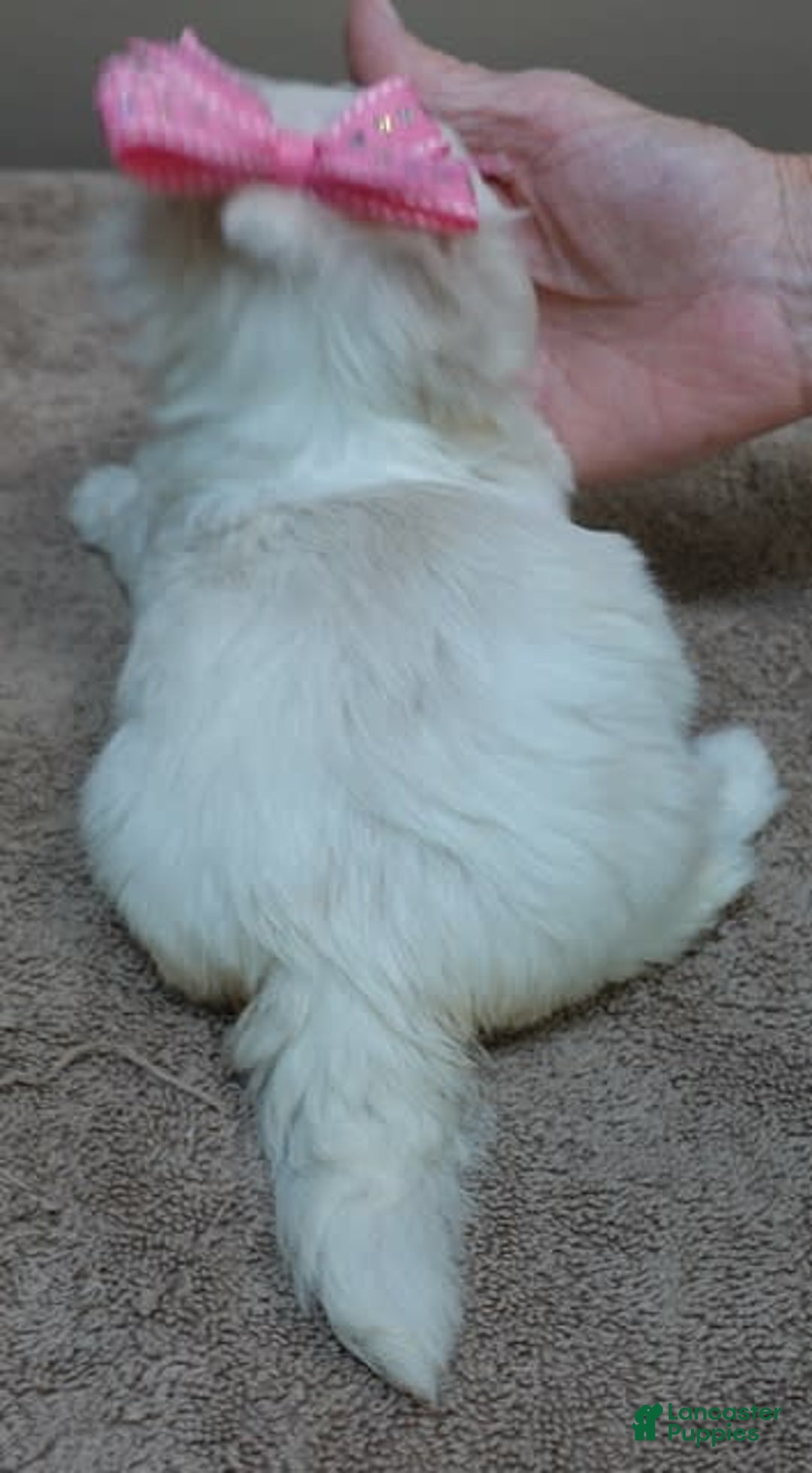 Maltese dogs for sale: Tessa - Image 3