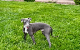 Italian Greyhound dogs for sale: Manny - Image 6