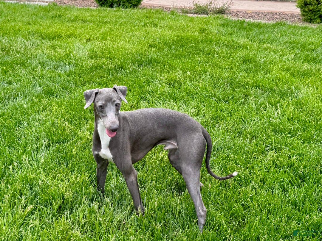Italian Greyhound dogs for sale: Manny - Image 6