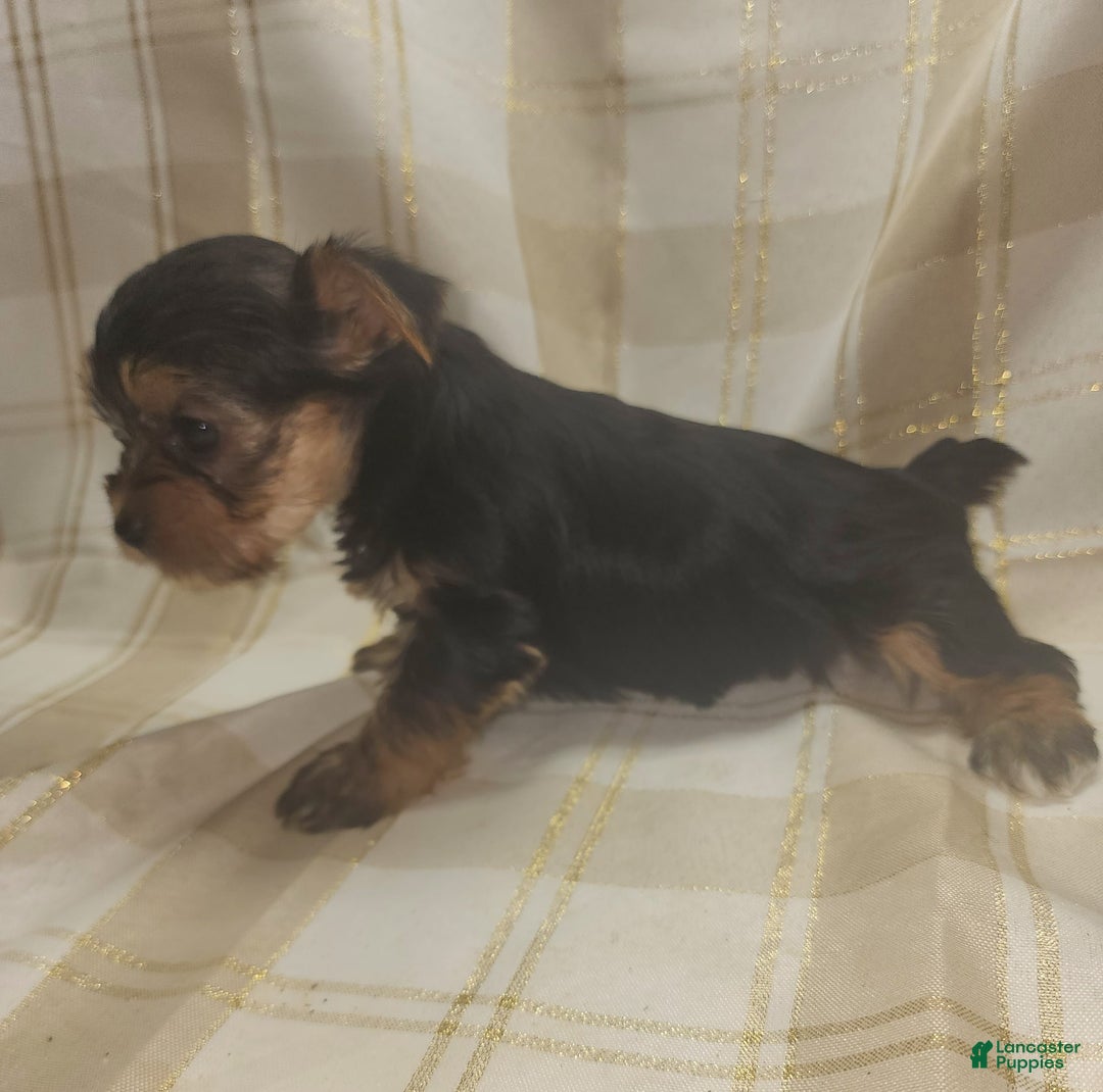Yorkshire Terrier dogs for sale: Sadie - Image 5