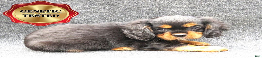 Mojo