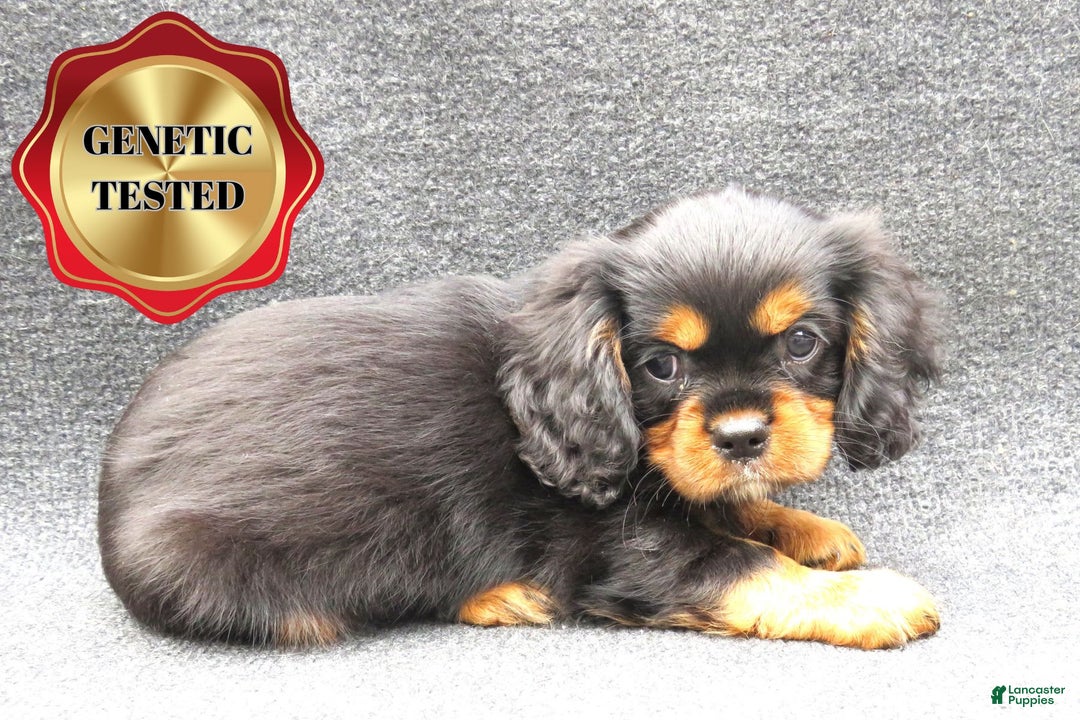 Cavalier King Charles Spaniel dogs for sale: Cavalier King Charles Spaniel 2 puppies - Image 1