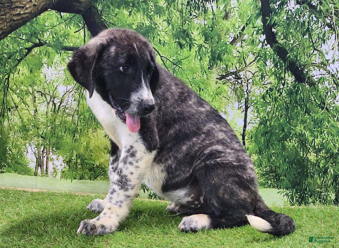 Anatolian Shepherd dogs for sale: AKC Dusty 2025 Male 4 - Image 5