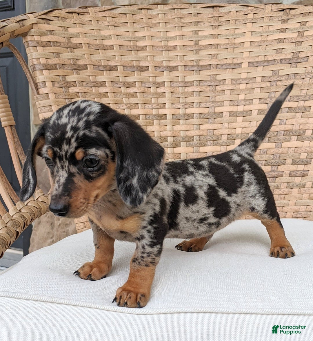 Miniature Dachshund dogs for sale: Buddy - Image 13