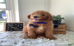 Goldendoodle dogs for sale: Kobe F2b - Image 8