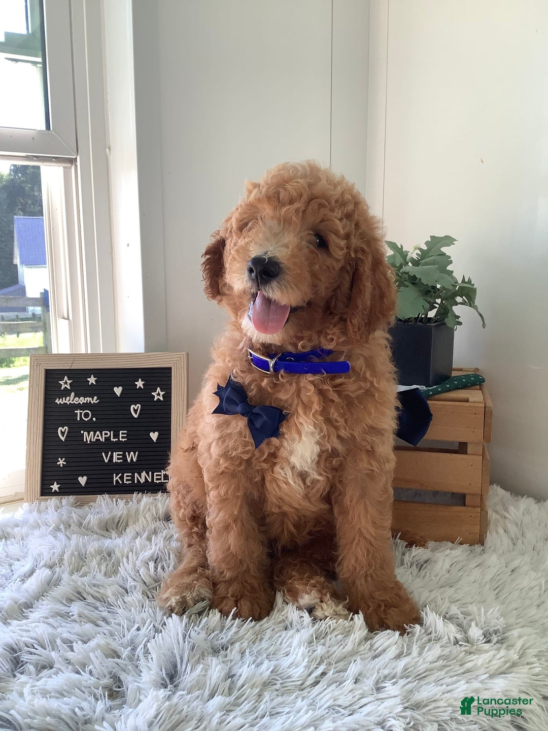 Goldendoodle dogs for sale: Kobe F2b - Image 8