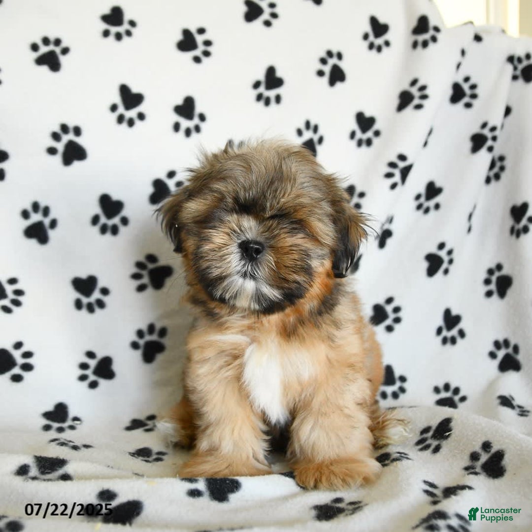 Shih Tzu dogs for sale: Freddie - Image 2
