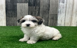 Maltipoo dogs for sale: Josh - Image 2