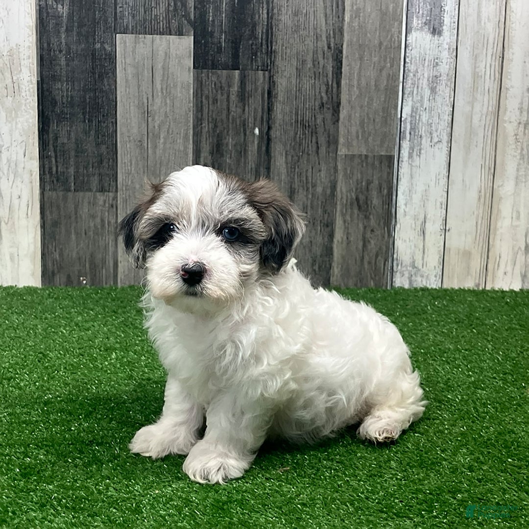 Maltipoo dogs for sale: Josh - Image 2