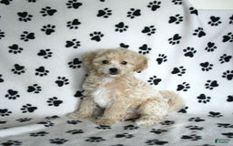 Cavapoo dogs for sale: Ace - Image 15