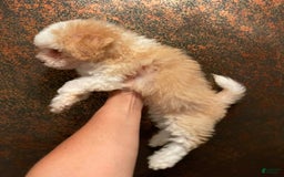 Mini Bernedoodle dogs for sale: Peaches N Cream - Image 3
