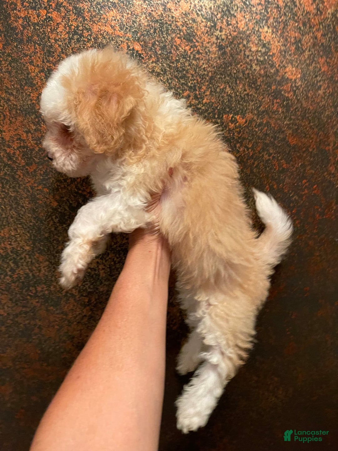 Mini Bernedoodle dogs for sale: Peaches N Cream - Image 3