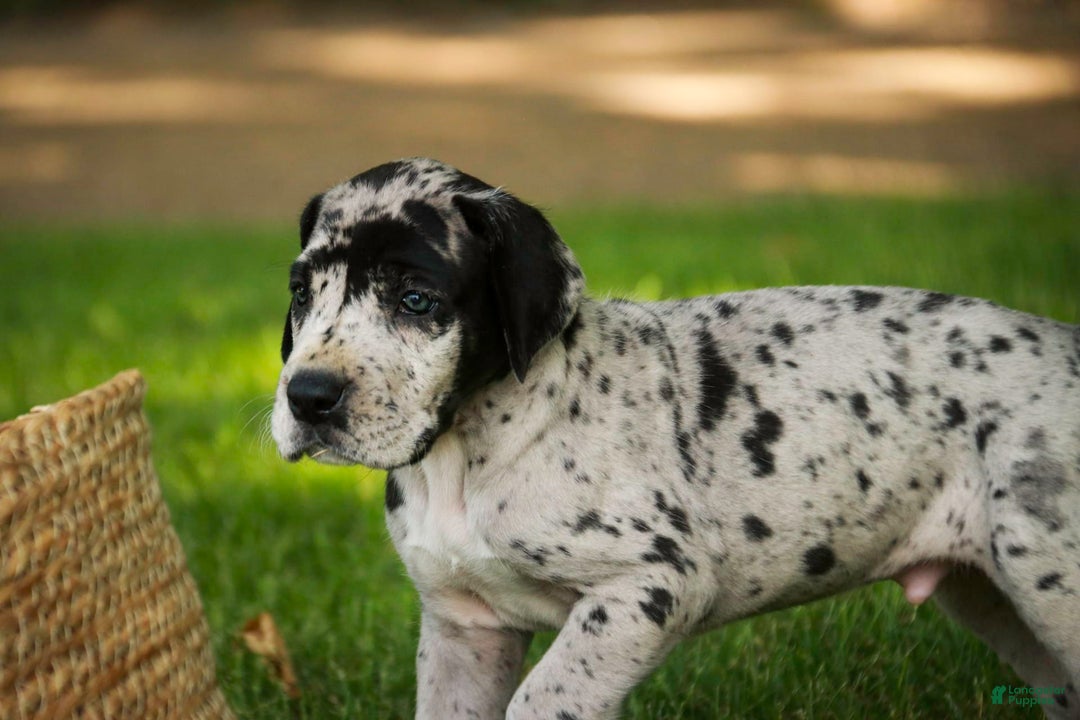 Great Dane dogs for sale: Knight - Image 2