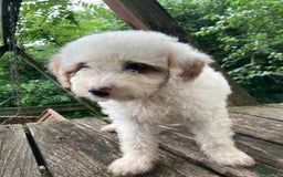 Miniature Poodle dogs for sale: Dexter - Image 8