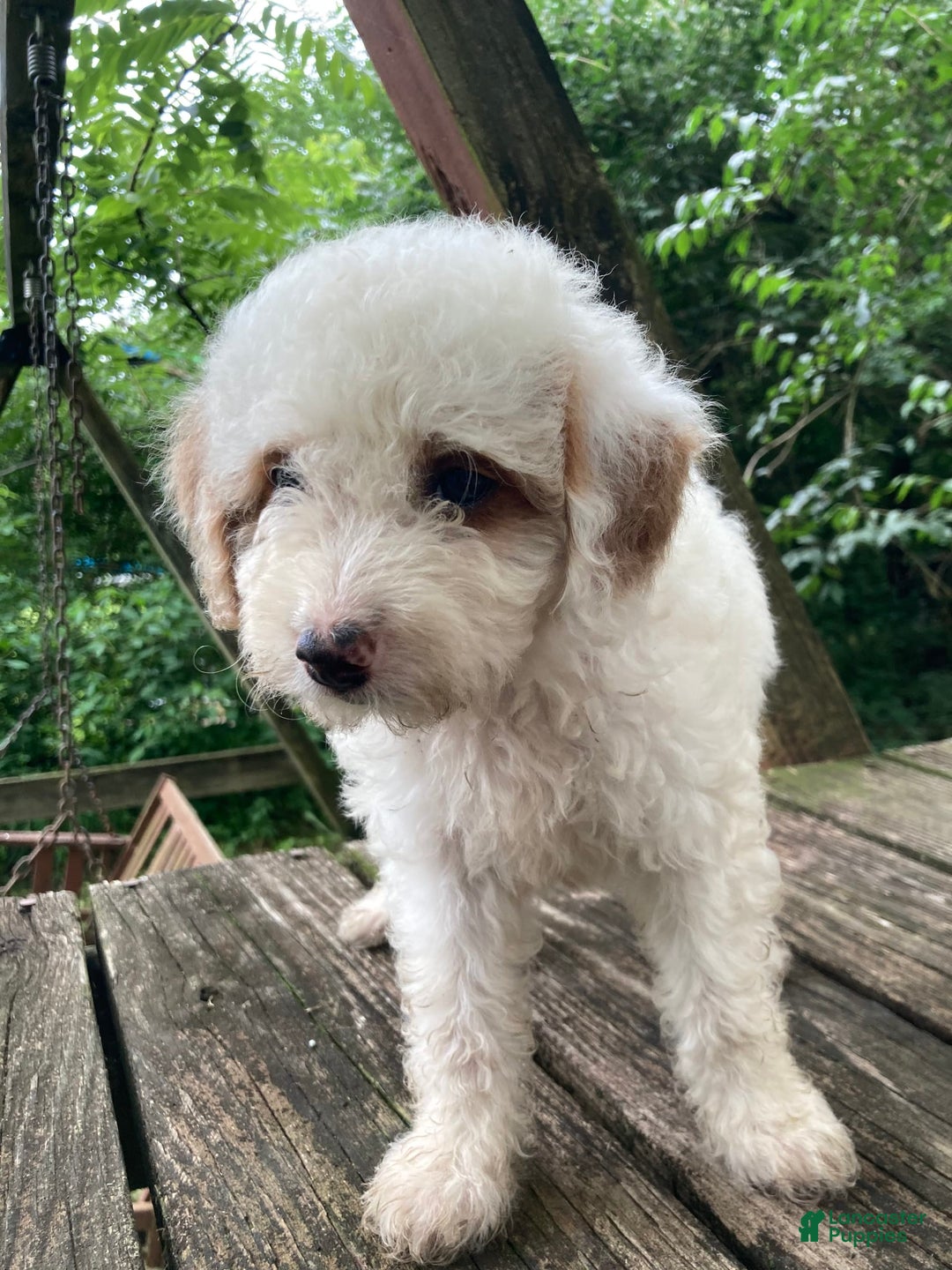 Miniature Poodle dogs for sale: Dexter - Image 8