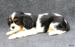 Cavalier King Charles Spaniel dogs for sale: Checkers - Image 2
