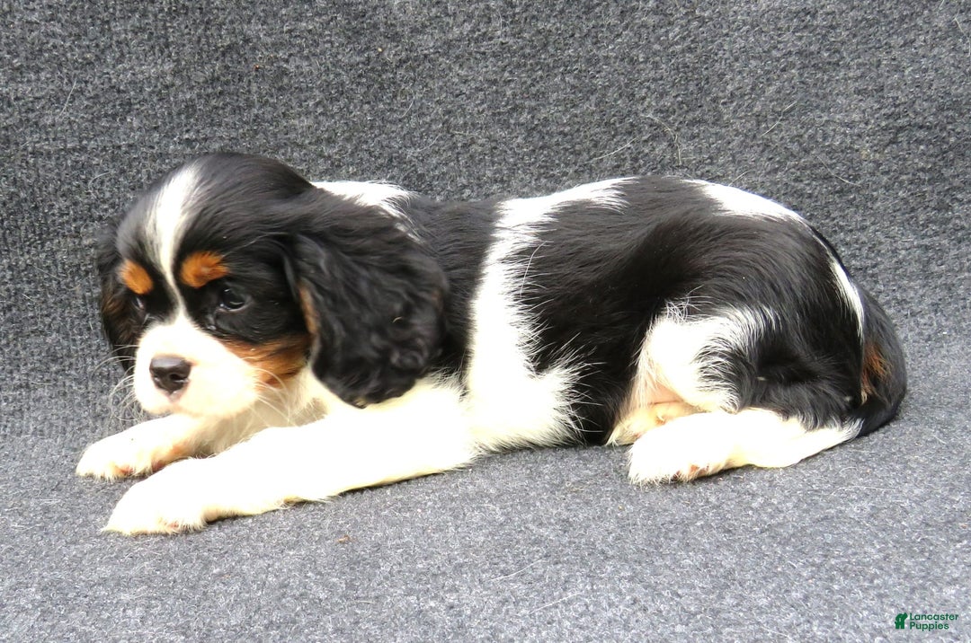 Cavalier King Charles Spaniel dogs for sale: Checkers - Image 2