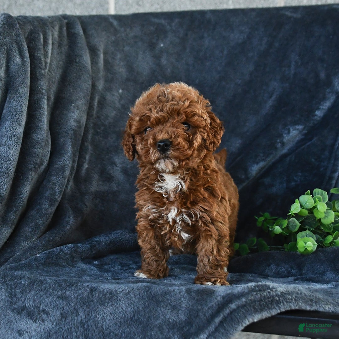 Mini Goldendoodle dogs for sale: Lilly - Image 7