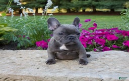 French Bulldog dogs for sale: Winton - Image 1