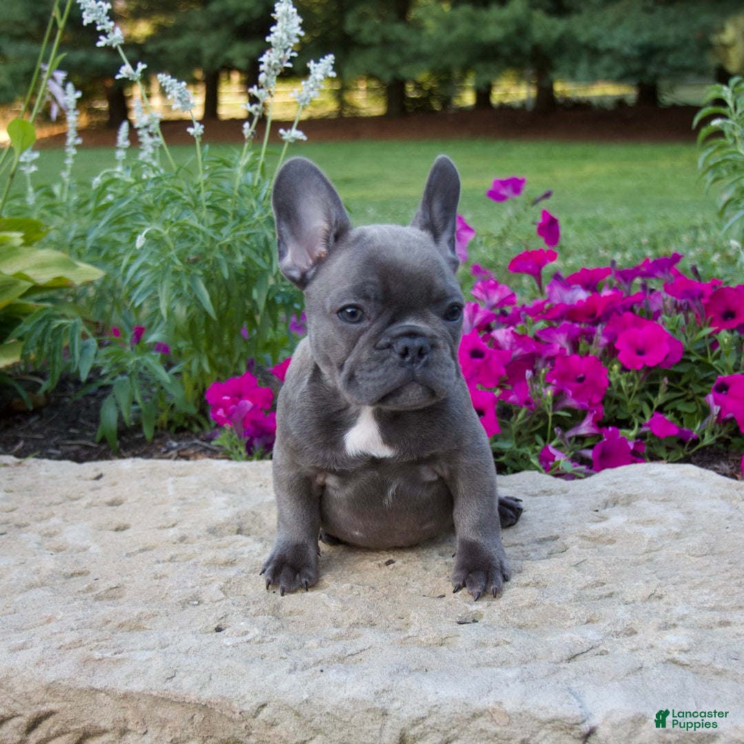 French Bulldog dogs for sale: Winton - Image 1