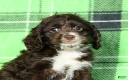 Cockapoo dogs for sale: Victor - Image 9