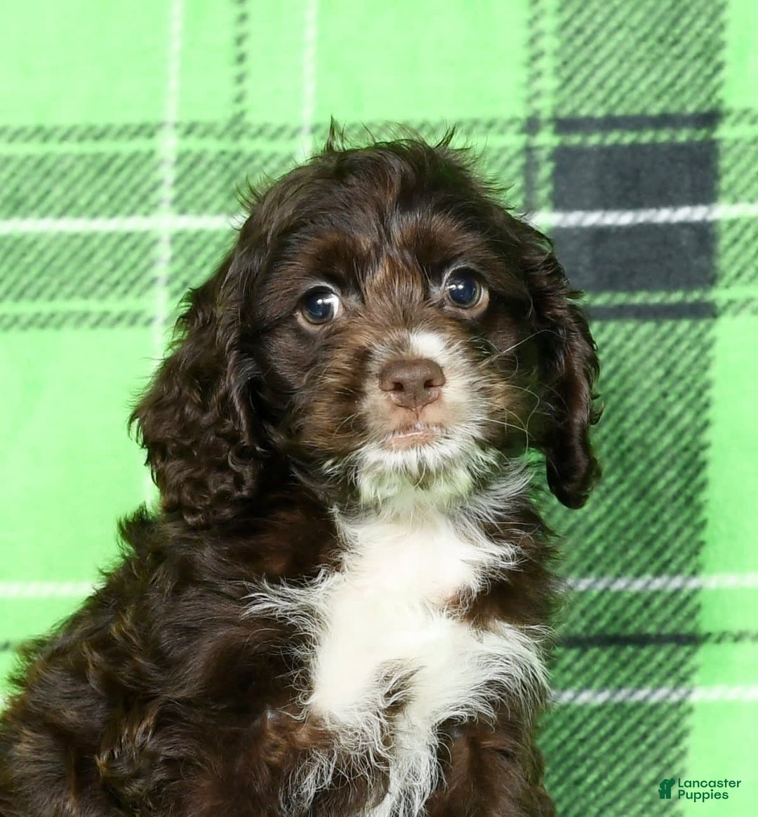 Cockapoo dogs for sale: Victor - Image 9