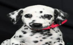 Dalmatian dogs for sale: Ivy - Image 2