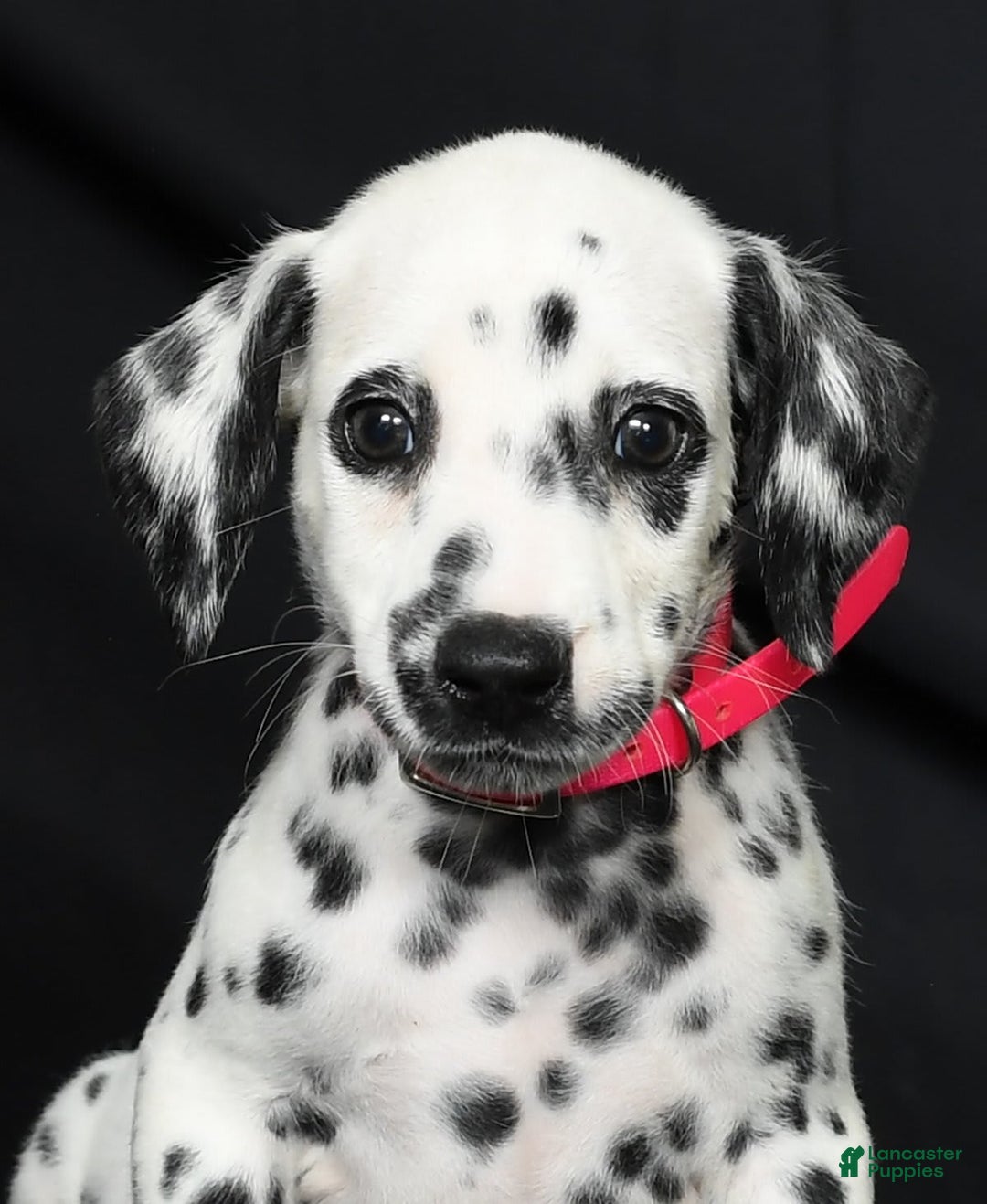 Dalmatian dogs for sale: Ivy - Image 2