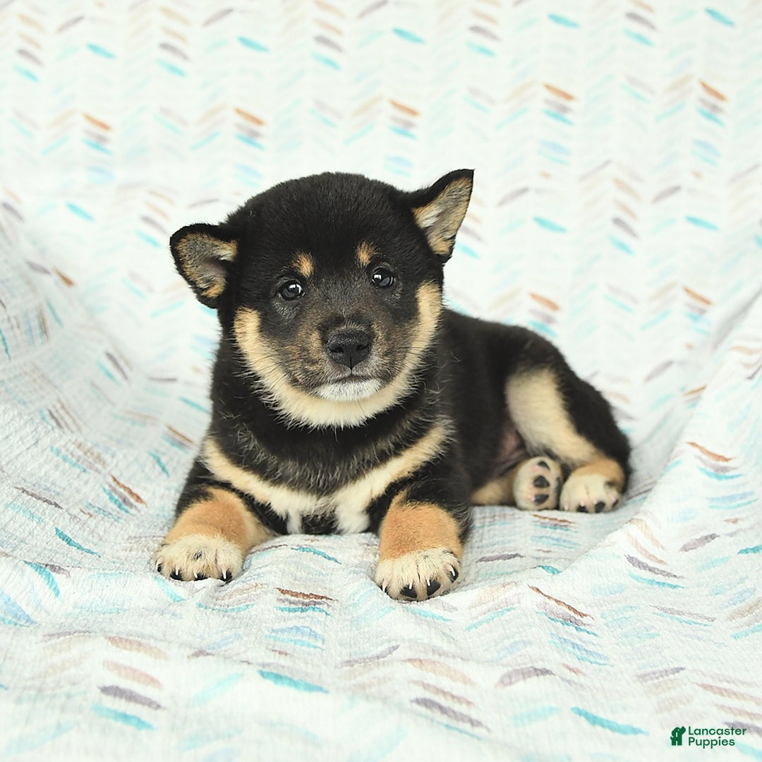 Shiba Inu dogs for sale: Warrior - Image 3