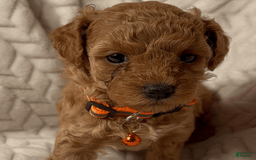 Toy Poodle dogs for sale: Marcus - Image 1